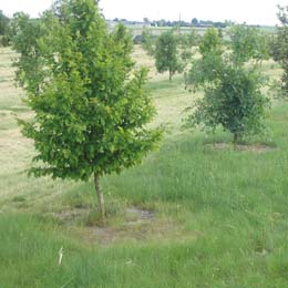 Carpinus Betulus - Tuber Uncinatum